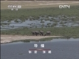 实时画面：肯尼亚安博塞利国家公园