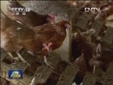 德国“造假有机鸡蛋”起风波