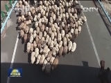 新疆：牛羊转场 高速公路成“牧道”