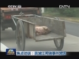 焦点访谈：黄浦江死猪事件溯源