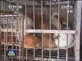 世卫：H7N9病毒无人际间传播证据