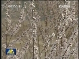 清明：踏青溯根 追忆先人