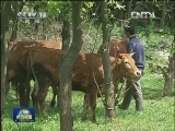 重庆丰都：庭院牧场做大“牛”产业