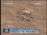 西藏：2013“我们与藏羚羊”科考行动：羌塘发现大产房 羊群总数超十万只