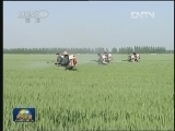 今年全国夏粮增产同比增长1.5%