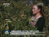 跨越沙漠的姐弟亲情 尤良英：再难也要帮你富起来