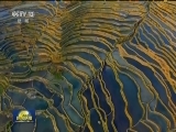 瞰春：哈尼梯田 人与自然的和谐画卷
