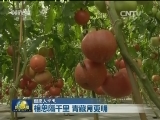 【但愿人长久】相思隔千里 青藏月更明