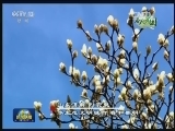 春天的中国