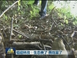 福建林改：生态美了 百姓富了