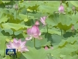 海南海口：守护湿地 换来惠民好生态