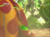 小树侠汤姆2 18集