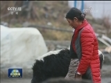 玉麦一家人：守护国土 永作扎根边陲的格桑花