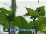 我国主要农产品监测合格率创历史新高