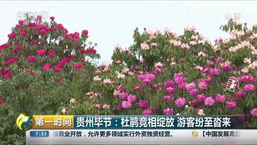 [第一时间]安徽芜湖:六郎花海如诗画 踏春赏花正当时CCTV节目官网CCTV2央视网(cctv.com)