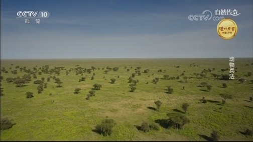 自然传奇 名副其实的领簇舌巨嘴鸟靠大嘴成了热带水果美食家