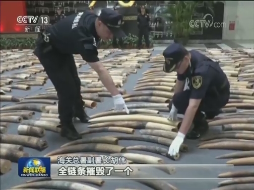 海关查获走私濒危物种及其制品五百余吨