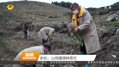 [湖南新闻联播]安化：山间播绿种茶忙