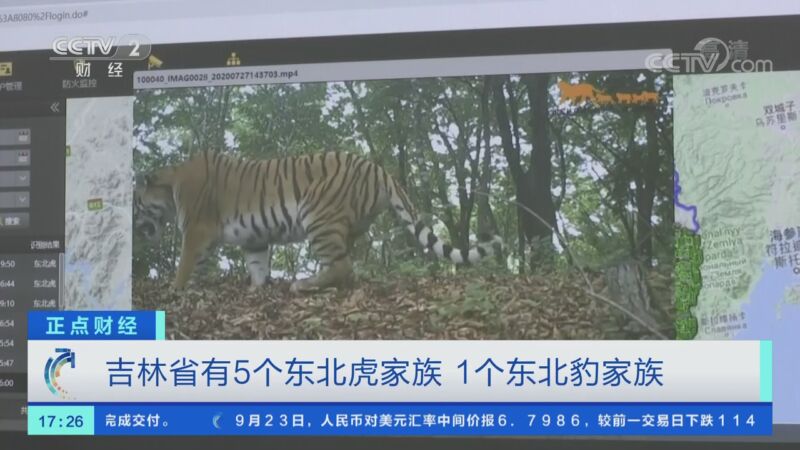 正点财经 吉林省有5个东北虎家族1个东北豹家族