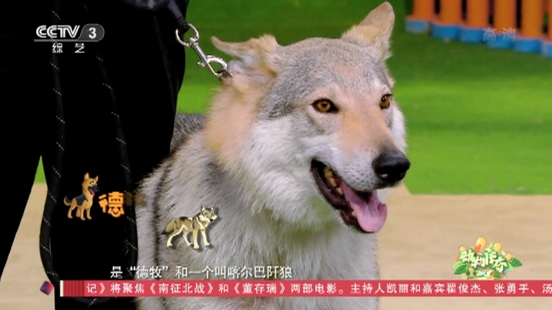 《动物传奇》 20210731 捷克狼犬