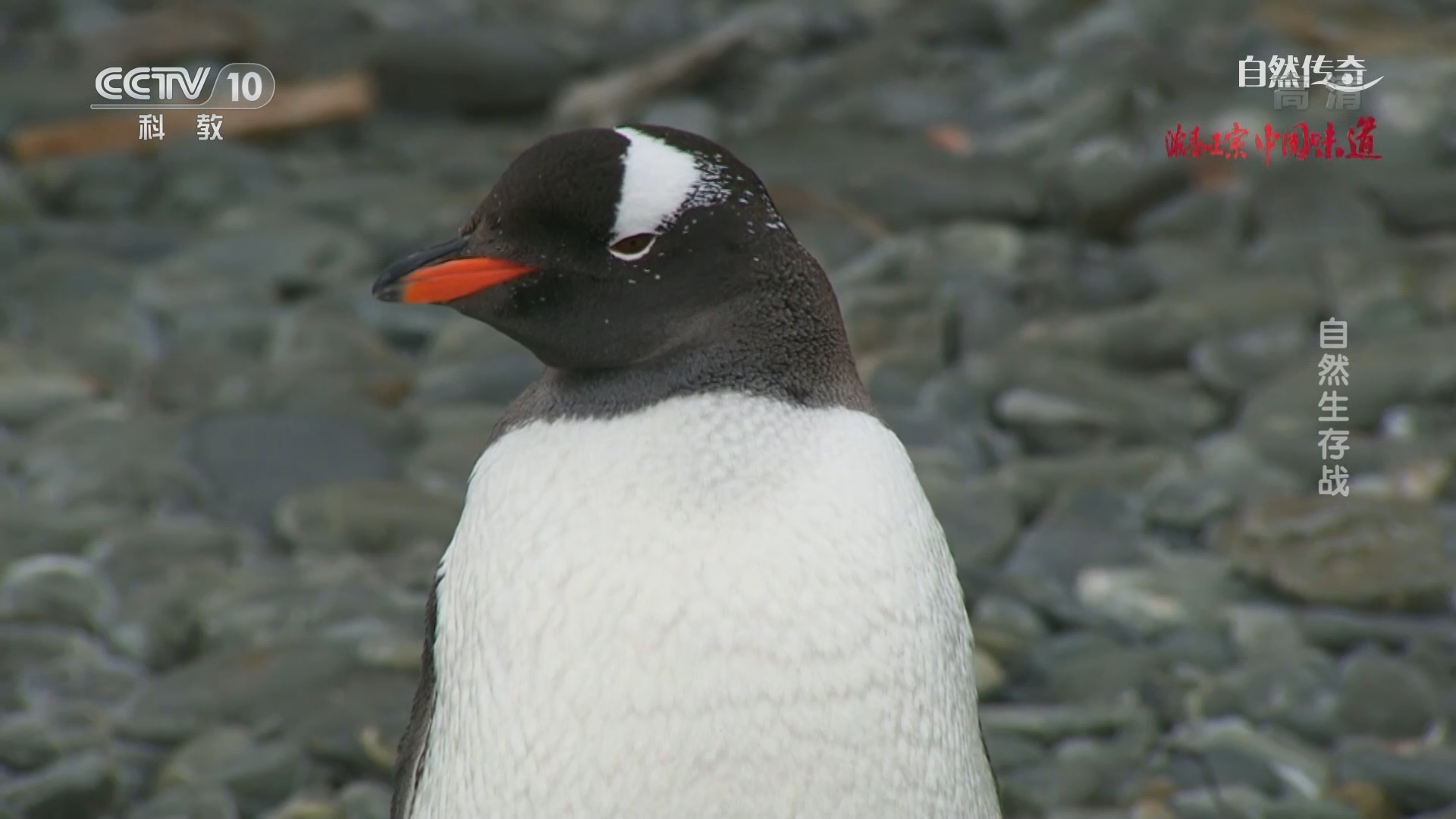 自然传奇》 20211015 自然生存战