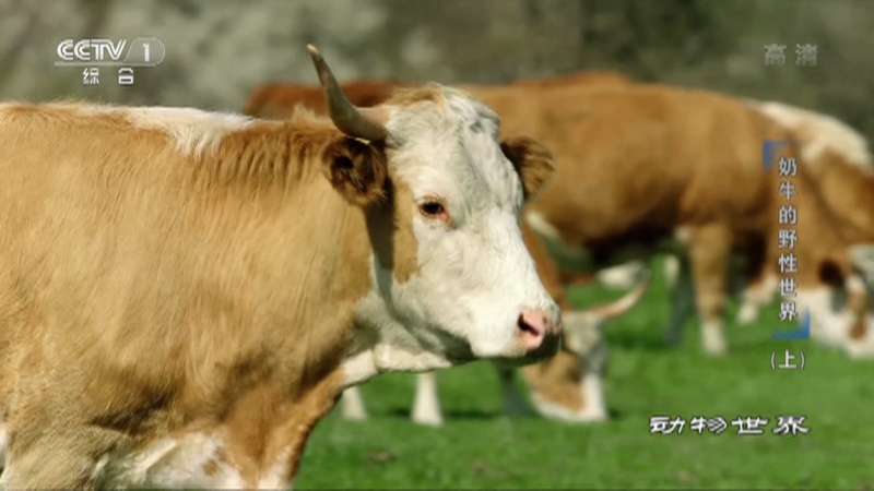 《动物世界》 20220419 奶牛的野性世界（上）
