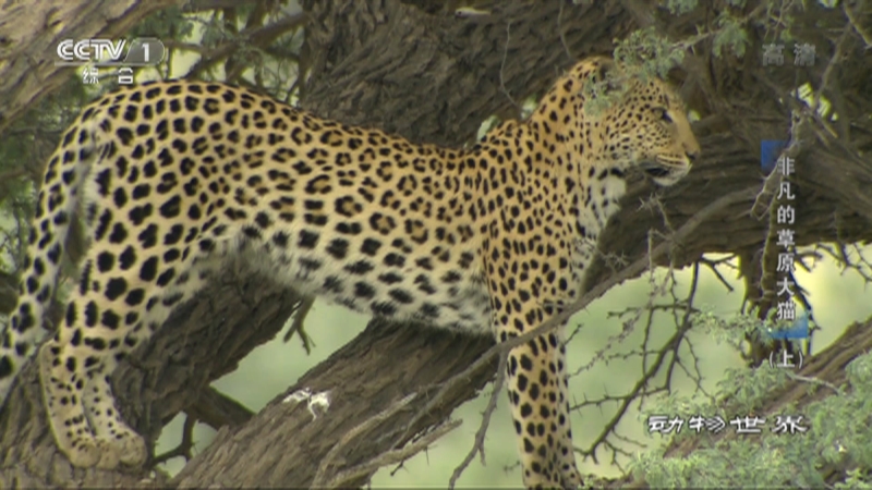 动物世界 21 奇妙的动物旅程 下