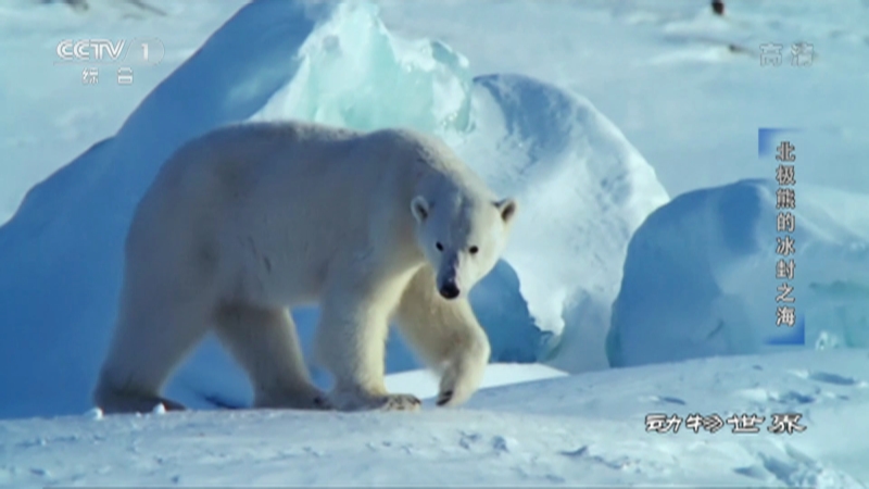 《动物世界》 20220902 北极熊的冰封之海