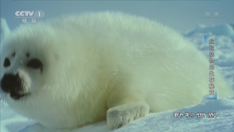 《动物世界》 20220909 北极动物的生存秘笈