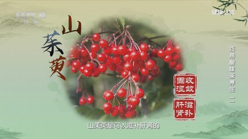 [健康之路]巧用酸味来养生（二） 小小“红灯笼”——山茱萸