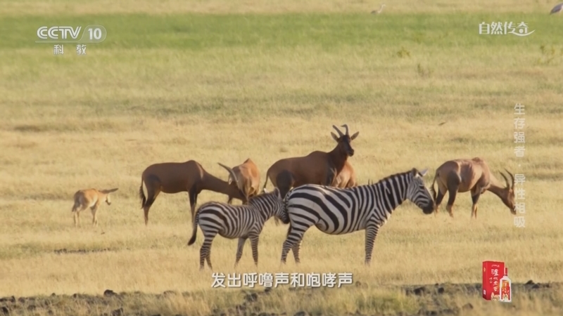 《自然传奇》 20230103 生存强者·异性相吸