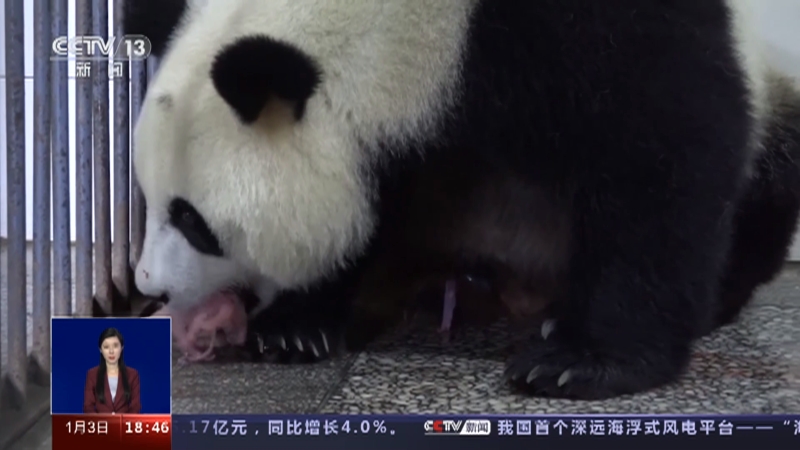 [共同关注]关注“国宝”大熊猫繁育 熊猫妈妈“二选一” 人工育幼来帮忙