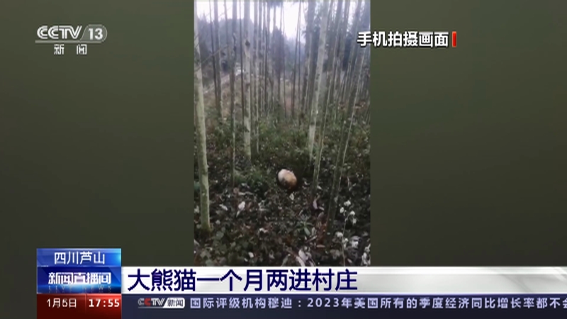 [新闻直播间]四川芦山 大熊猫一个月两进村庄