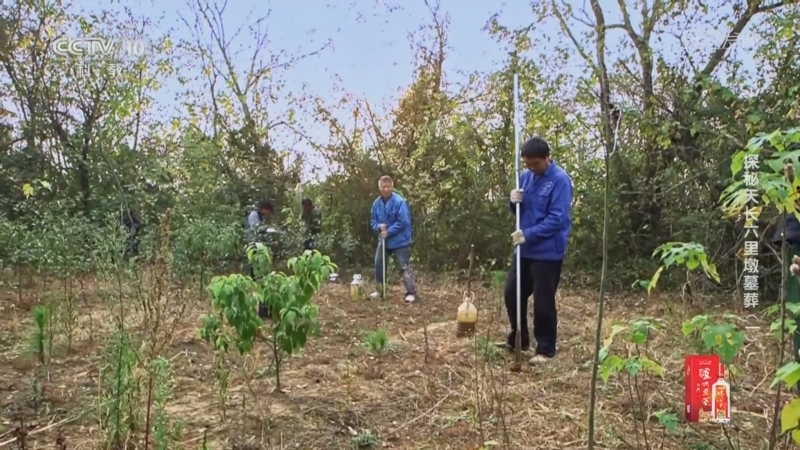 [探索·发现]考古人员在六里墩勘探发现墓葬31座