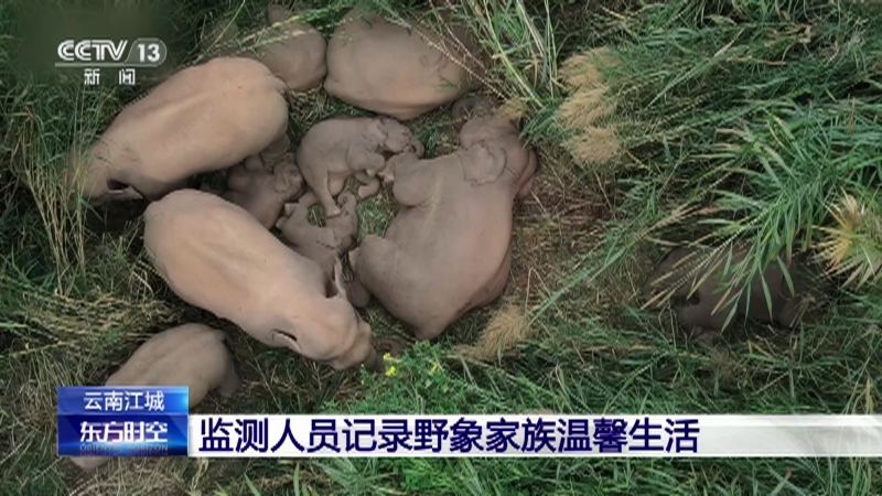 [东方时空]云南江城 监测人员记录野象家族温馨生活