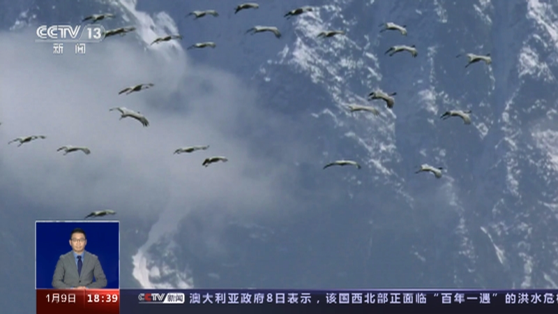 [共同关注]一问到底·万里迢迢 蓑羽鹤迁徙如何飞出“环形轨迹”？蓑羽鹤迁徙真的会飞越珠峰吗？