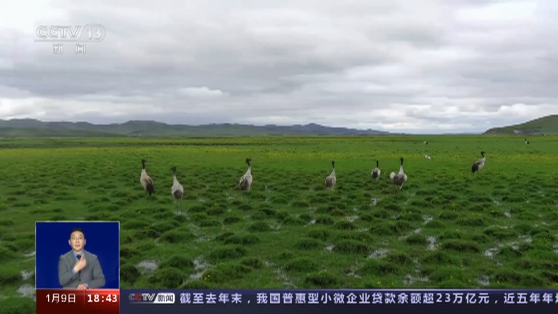 [共同关注]一问到底·万里迢迢 蓑羽鹤迁徙如何飞出“环形轨迹”？9种鹤类在我国生活 各自占据哪些地盘？