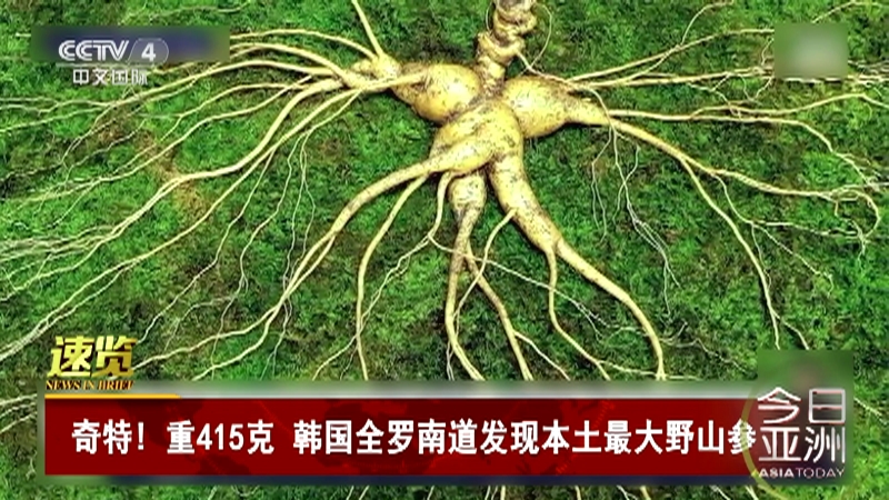 [今日亚洲]速览 奇特！重415克 韩国全罗南道发现本土最大野山参