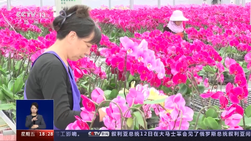 [共同关注]“烟火气”升腾 多地年味渐浓消费旺·福建福清 临近春节 蝴蝶兰走俏