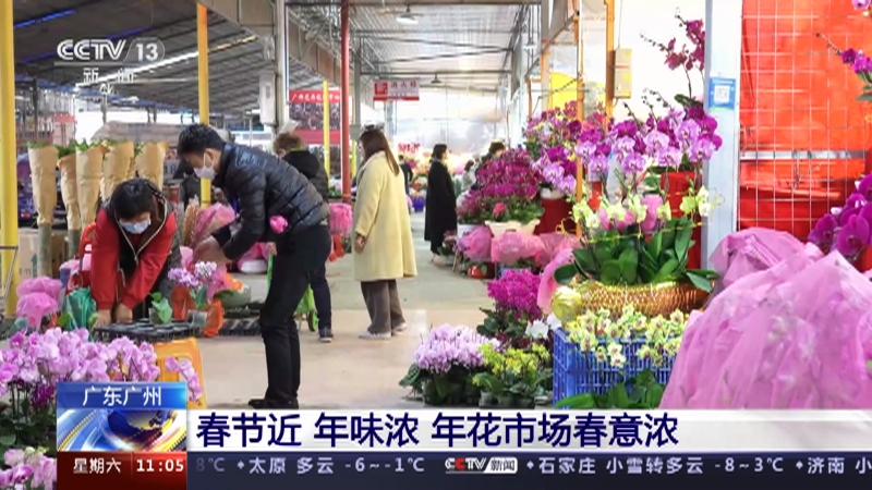 [新闻直播间]广东广州 春节近 年味浓 年花市场春意浓