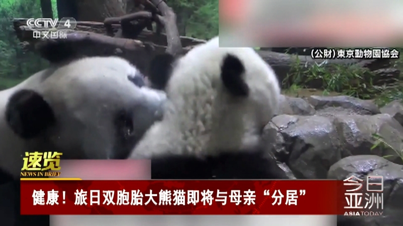 [今日亚洲]速览 健康！旅日双胞胎大熊猫即将与母亲“分居”