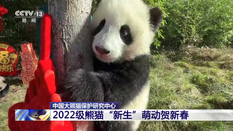 [朝闻天下]中国大熊猫保护研究中心 2022级熊猫“新生”萌动贺新春