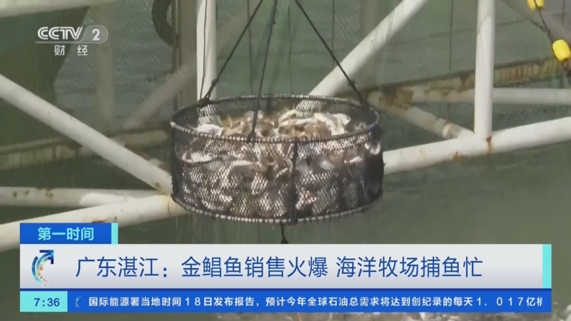 [第一时间]广东湛江：金鲳鱼销售火爆 海洋牧场捕鱼忙