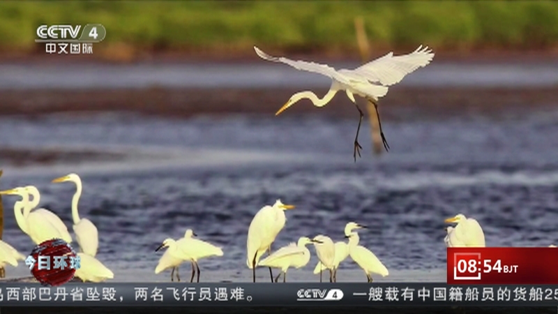 [今日环球]濒危鸟类黄胸鹀现身海南海口湿地