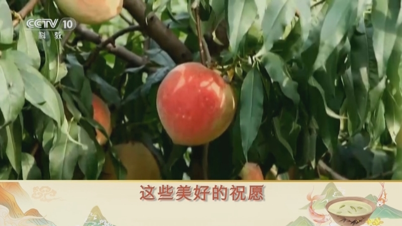 [百家讲坛]舌尖上的历史（第三部） 13 古人的水果 桃李越千年