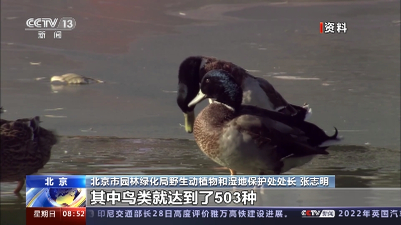 [朝闻天下]北京 “猛禽之王”金雕何以频频亮相？动植物物种更丰富 食物链构成更完善