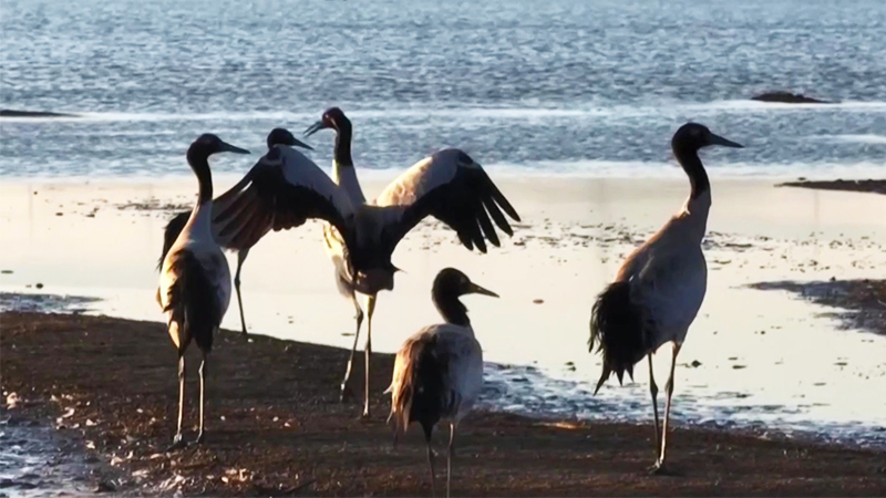 贵州草海：越冬黑颈鹤数量增加
