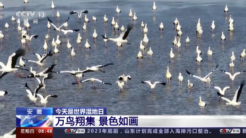 [朝闻天下]安徽 今天是世界湿地日 万鸟翔集 景色如画
