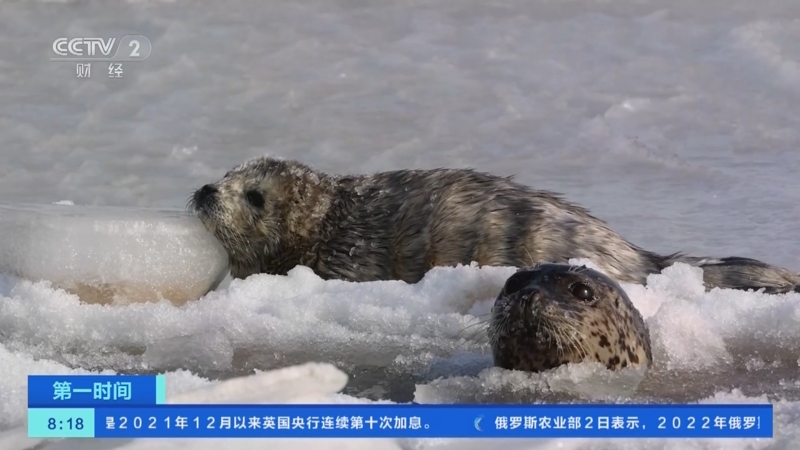 [第一时间]斑海豹辽河入海口湿地产崽 繁育数量增加