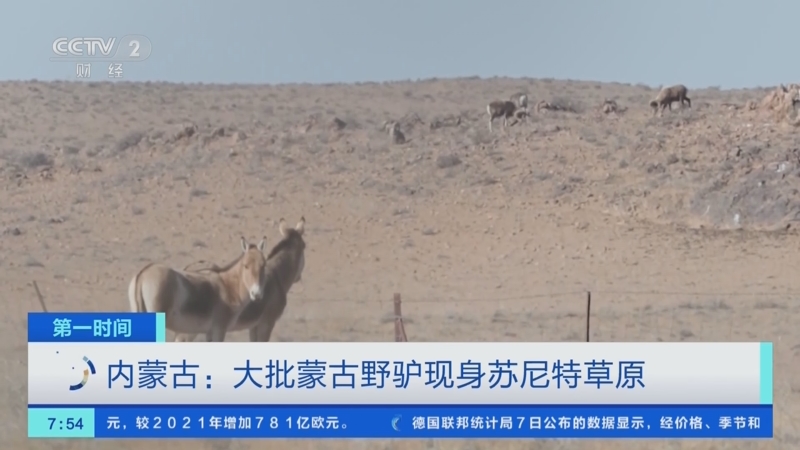 [第一时间]甘肃阿克塞：万物复苏 数百只岩羊高山觅食